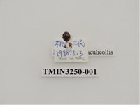 藏品(圓斑食植瓢蟲)的圖片